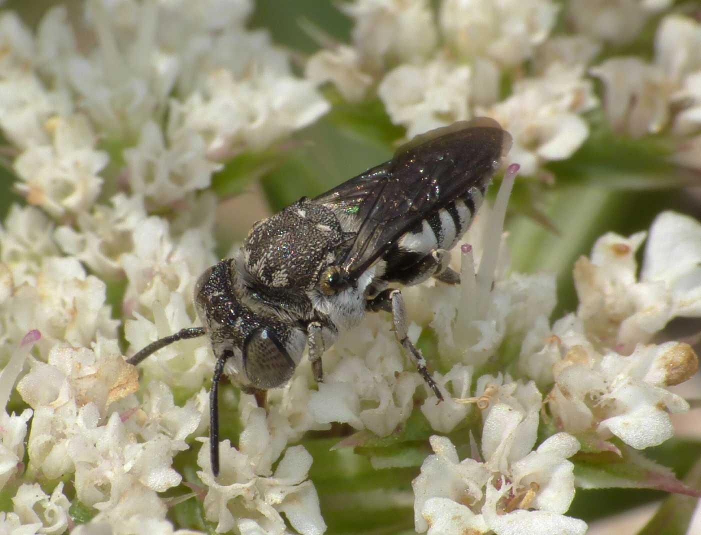 femmina e maschio di Coelioxys sp.